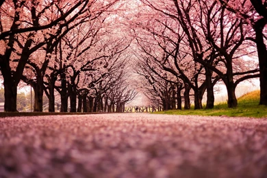 Landscape, Cherry Blossom, Trees, Path, Nature Wallpapers HD ...