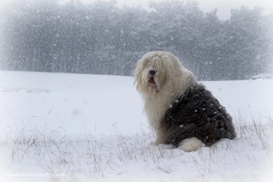 6 Old English Sheepdog HD Wallpapers