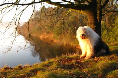 Two Old English Sheepdogs Wallpapers   My Doggy Rocks