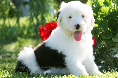 Old English Sheepdog With A Flower Photo And Wallpaper. Beautiful ...