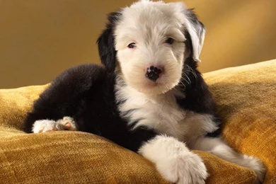 Old English Sheepdog Baby 1920x1200 Wallpapers,Old English ...