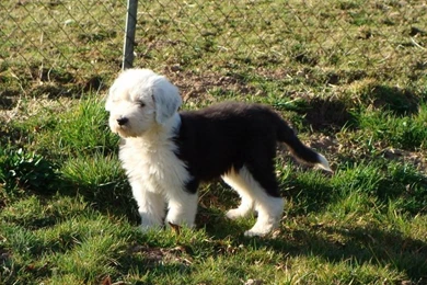 Lovely Old English Sheepdog Dog Photo And Wallpaper. Beautiful ...
