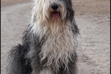 Old English Sheepdog Portrait Photo And Wallpaper. Beautiful Old ...