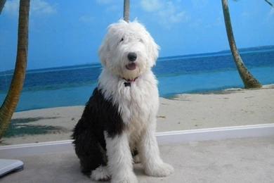 1600x1200px Old English Sheepdog