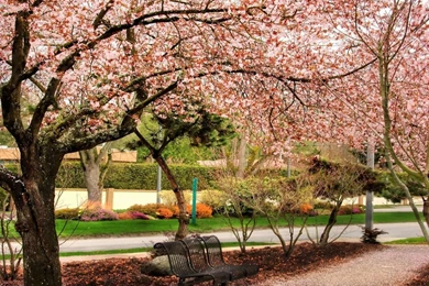 Wallpapers Cherry Blossom Garden Under The Tree Yvt Jpg 1024x768 ...