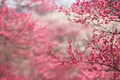 Spring Cherry Tree Wallpapers