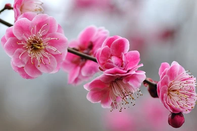 Sakura Cherry Blossom Tree Wallpapers Hd