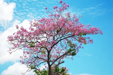 Cherry Blossom Tree 32 HD Wallpapers Wallpapers