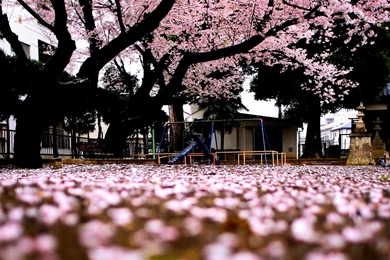 Download Sakura Tree Wallpapers For Mac
