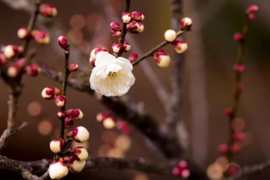 Spring Begins HD Wallpapers