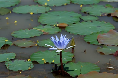 Widescreen, Lotus, Wallpaper, Monitor, Beautiful, Waterlily, Blue ...
