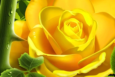 Roses, Wallpaper, Rose, Widescreen, Monitor, Beautiful, Pink (