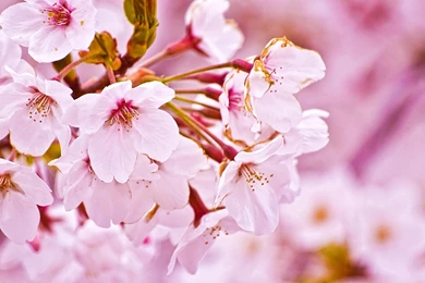 Japan Cherry Blossoms Flowers Spring (season) Wallpapers