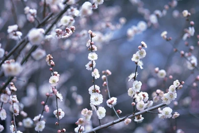 Japan Cherry Blossoms Flowers Spring (season) Wallpapers