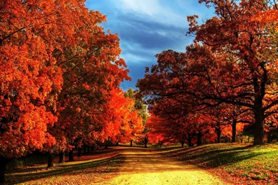 Other: Road Copper Trees Sky Nature Wallpapers HD For High ...