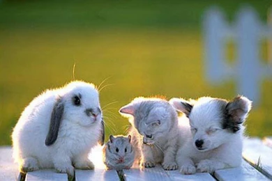Baby Animals Pictures