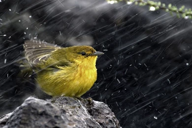 Bird In Rain HD Wallpapers