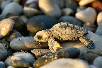 Weekly Wallpaper: Say 'Awwww' To These Baby Animals