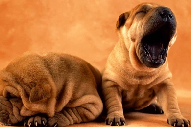 Yelling Puppies, 1024x600 Pixels : Wallpapers Tagged Baby, Dogs ...