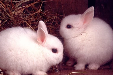 Bunnies Baby Animals 1600x1200 Wallpapers High Quality Wallpapers ...