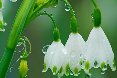 Download Rain Flowers Wallpapers 1280x1024