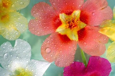 Amazing Beautiful Water Drops On Flower During Rainy Season Photo ...