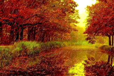 Rainy Day In The Autumn Season HD Wallpapers