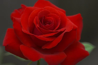 Rose Flower Wallpapers 3D