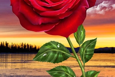 Rose. Magic Touch Flowers   Android Apps On Google Play