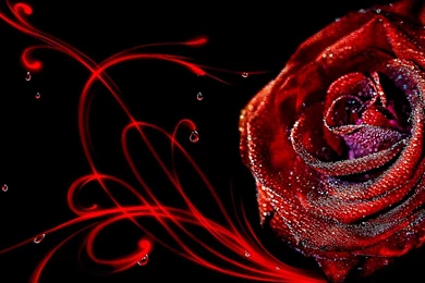 3D Rose Flower Wallpapers