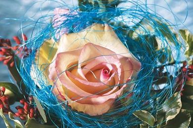 Rose Flower Wallpapers For