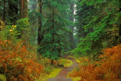 Free HQ Quinault River Trail Olympic National Park Washington ...