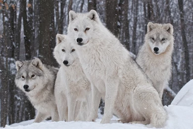 White Wolves Pack HD Desktop Wallpapers : Widescreen : High ...