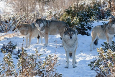 Wolf Pack In The Snow HD Desktop Wallpapers : Widescreen : High ...
