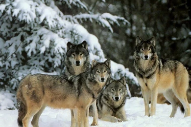 SuperHD.pics: Wolfpack Snow Wolves Winter Painting Trees Desktop ...