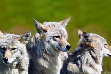 Download 1920x1080 Wolf Pack Wallpapers