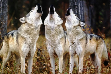 Wolf Pack Wallpapers With Many Wolves