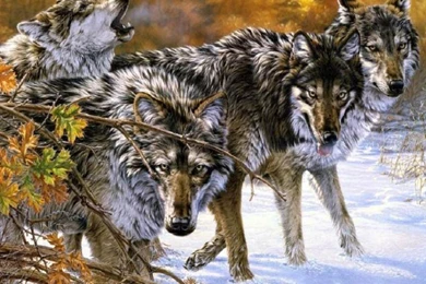 WOLF PACK WALLPAPER   (