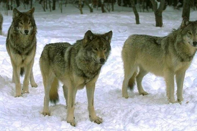 Wolf Pack Waiting On The Hunt HD Desktop Wallpapers : Widescreen ...