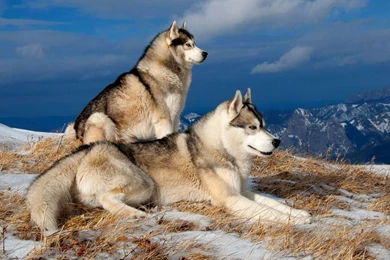 Wolf Pack Snow Winter Wallpapers 097   Free HD Wallpapers Stock ...