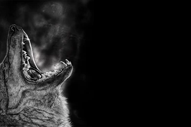 FOGBREATH WALLPAPER   (