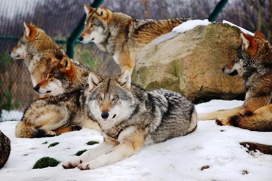 Other: Wolf Pack Snow Animals Wolves Nature Dierenrijk Wallpapers ...