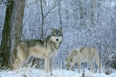 Wolf Pack Snow Winter Wallpapers 861   Free HD Wallpapers Stock ...