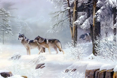 Wolf Pack In The Snowy Forest HD Wallpapers Free HD Wallpapers ...