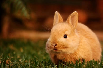 Index Of /scraper/data/alphacoders/Rabbit Wallpapers