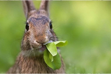 Rabbit Wallpapers Android Apps On Google Play