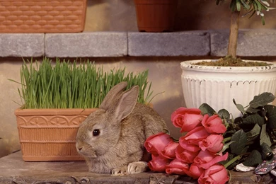 Bunny Wallpapers   Bunny Rabbits Wallpapers (128642)   Fanpop