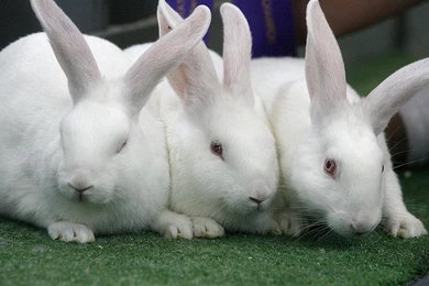 Rabbits Wallpapers, Images, Photos, Pictures & Pics