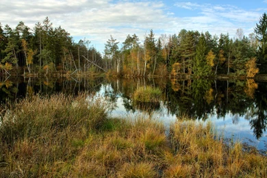 Swamp Backgrounds By Burtn On DeviantArt