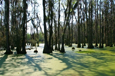 Swamp Backgrounds Wallpapers Cave